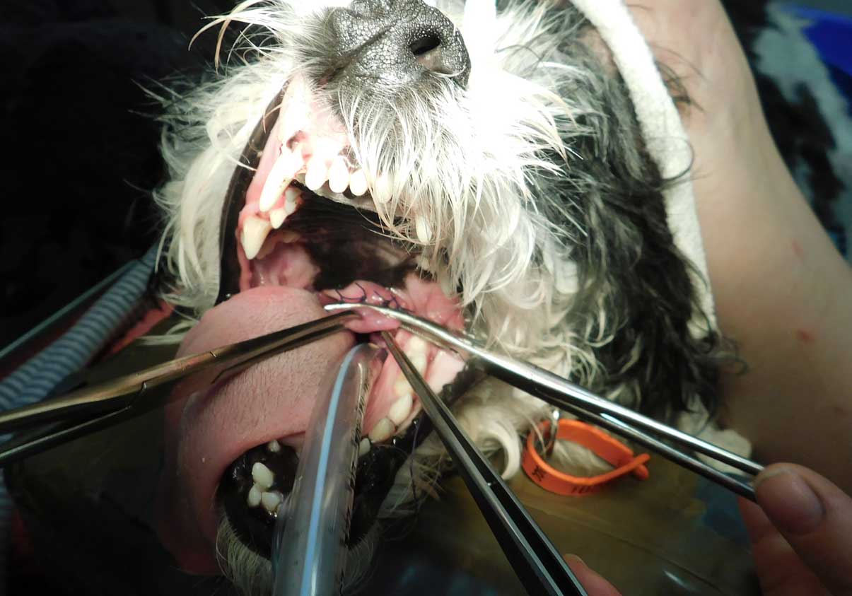 Soft Palate Resection in Dogs 