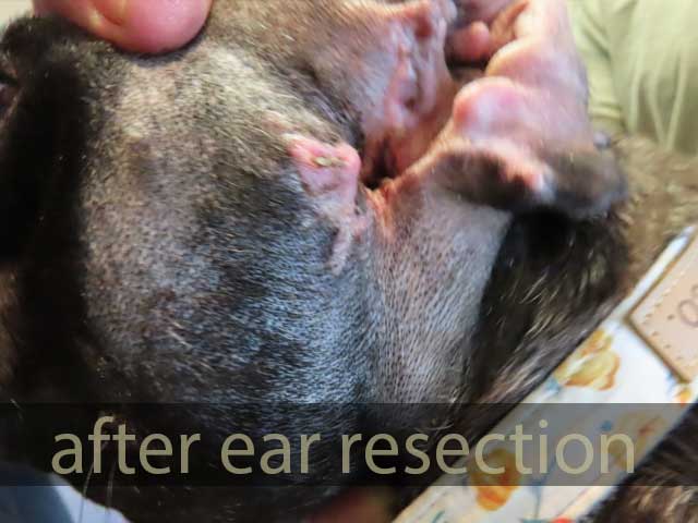 after ear resection  